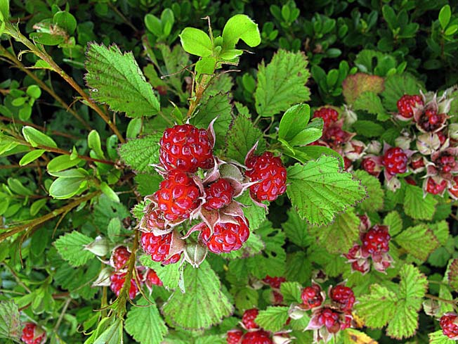 ナワシロイチゴ