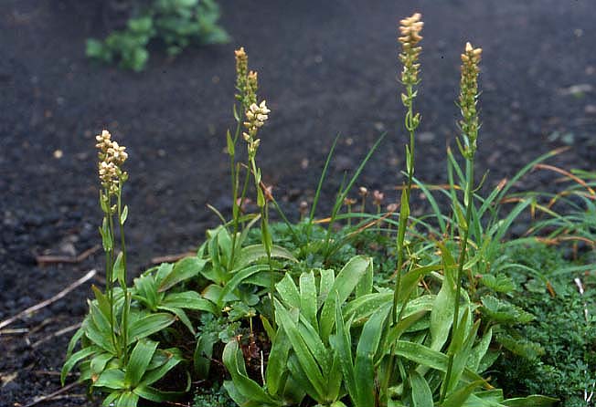 ネバリノギラン