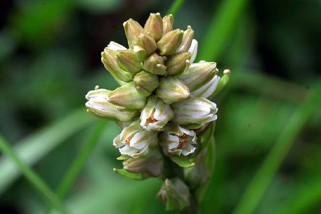 ネバリノギラン