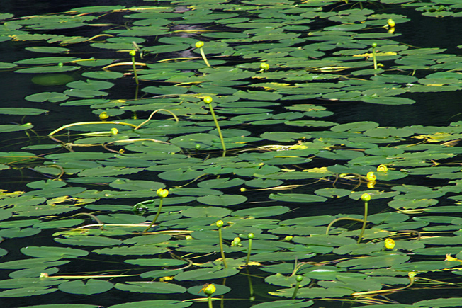 ネムロコウホネ