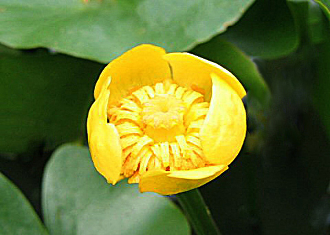 ネムロコウホネ