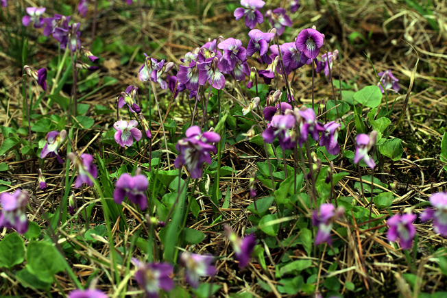 ニオイタチツボスニレ