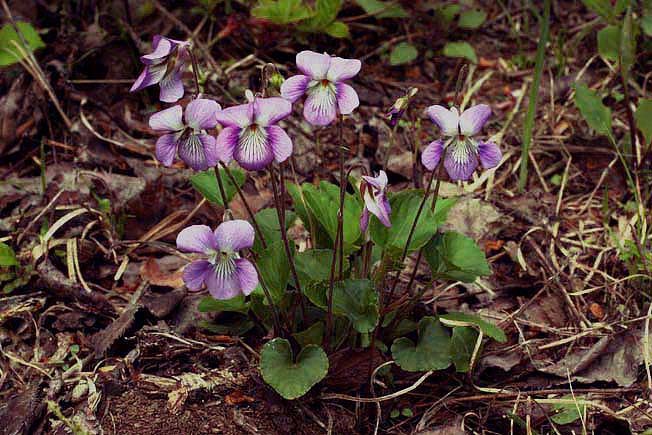 ニオイタチツボスニレ