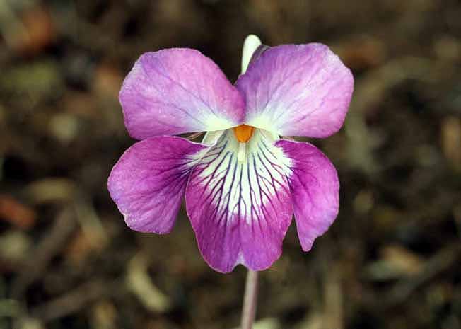 ニオイタチツボスニレ