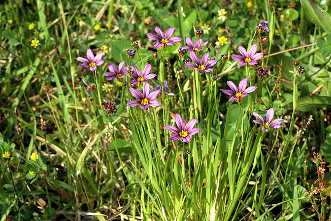 ニワゼキショウ