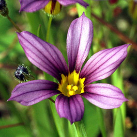 ニワゼキショウ