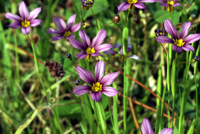 ニワゼキショウ
