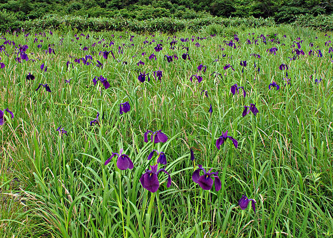 ノハナショウブ