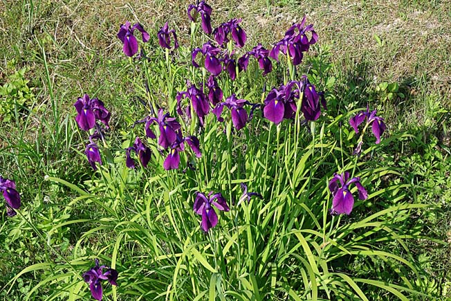 ノハナショウブ