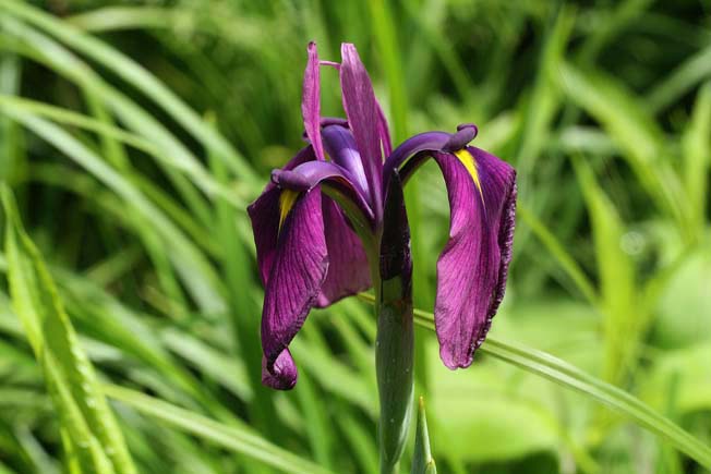 ノハナショウブ