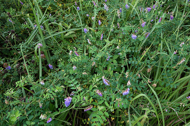 ノハラクサフジ