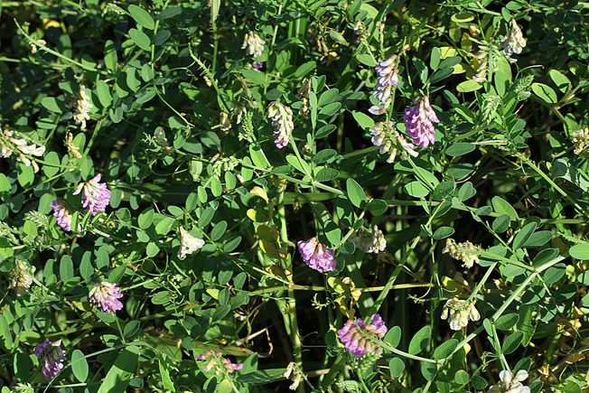 ノハラクサフジ