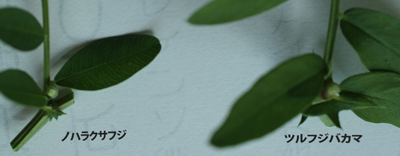 ノハラクサフジ