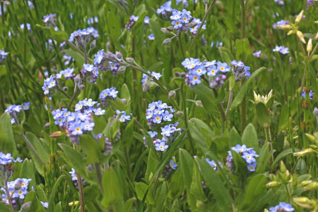 ノハラムラサキ