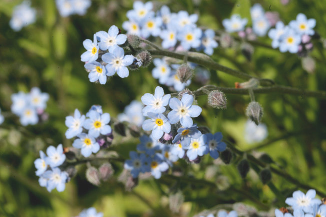 ノハラムラサキ