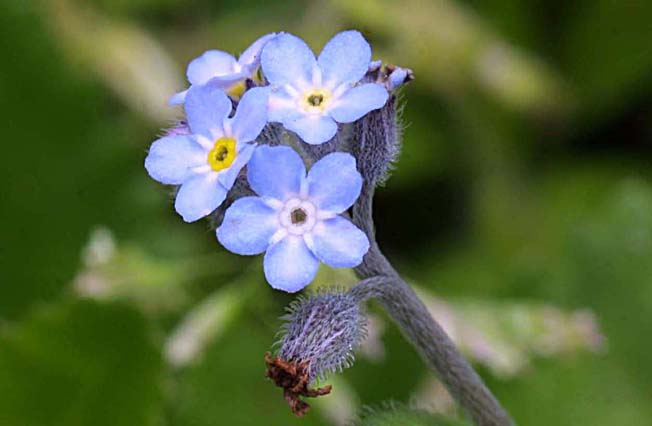 ノハラムラサキ