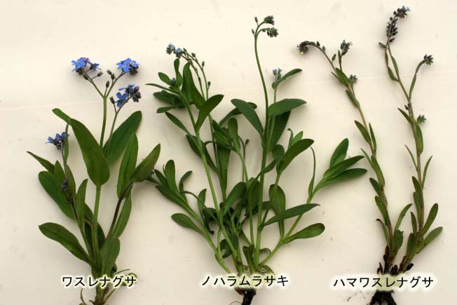 ノハラムラサキ