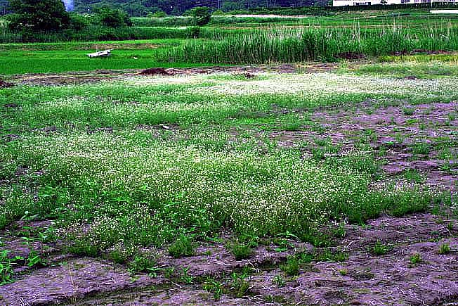 ノハラツメクサ