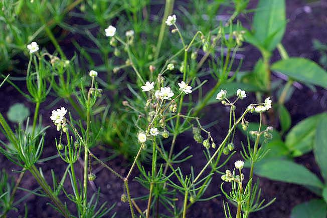 ノハラツメクサ