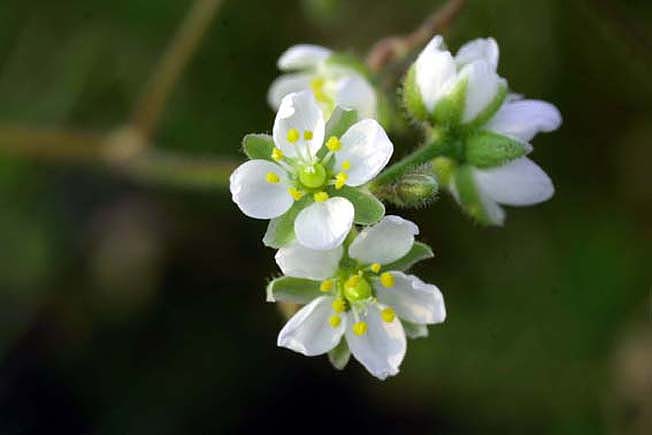 ノハラツメクサ