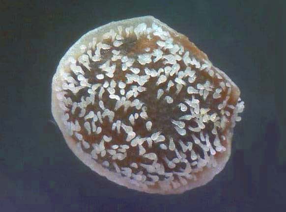 ノハラツメクサ