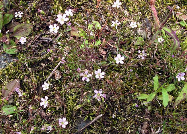 ヌカイトナデシコ