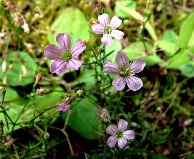 ヌカイトナデシコ