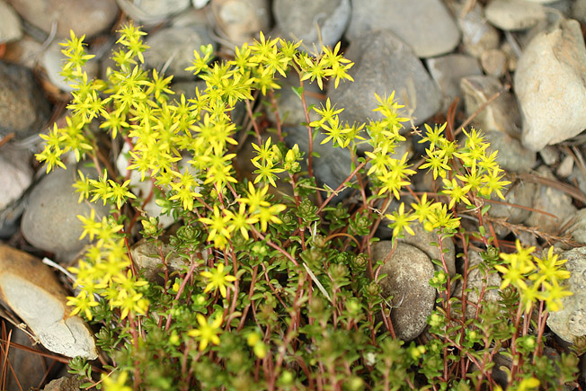 オカタイトゴメ