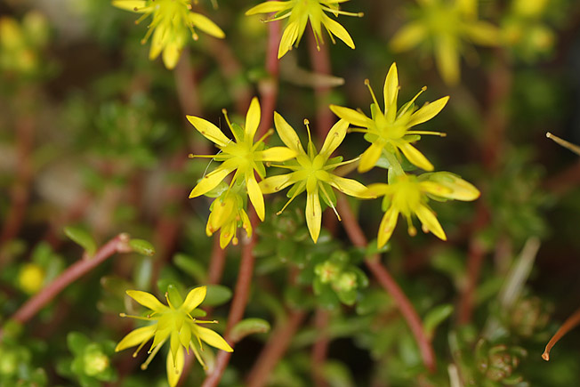 オカタイトゴメ