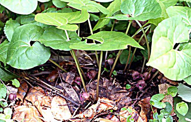 オクエゾサイシン