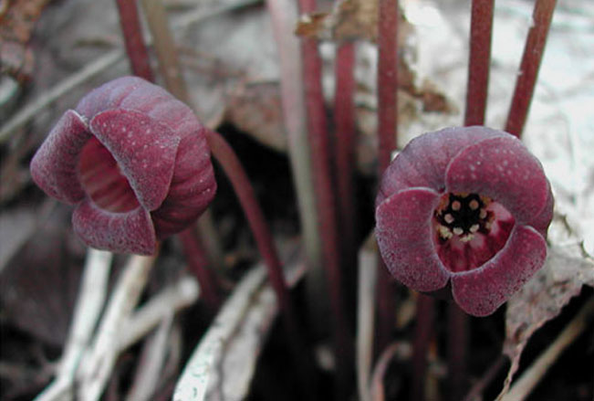 オクエゾサイシン