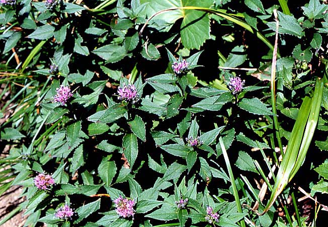 オクキタアザミ