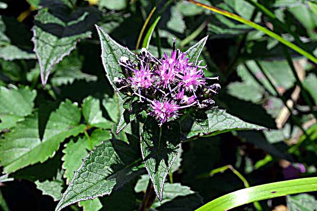 オクキタアザミ