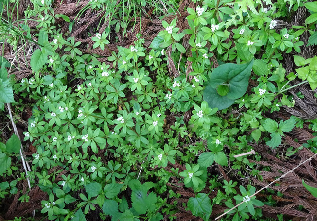 オククルマムグラ