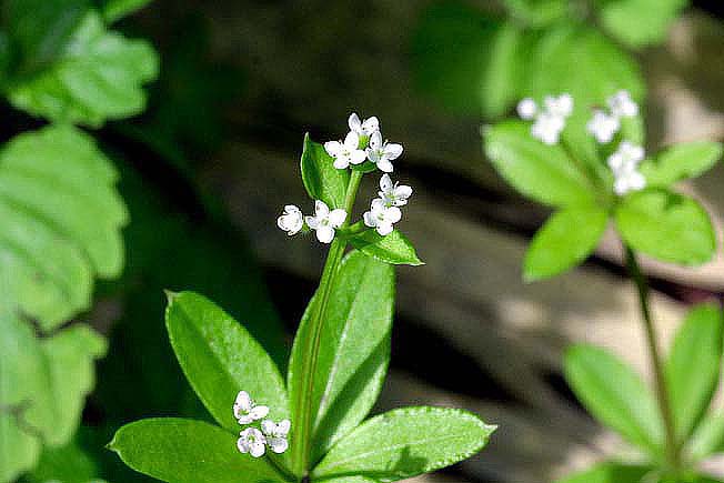 オククルマムグラ