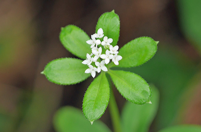 オククルマムグラ