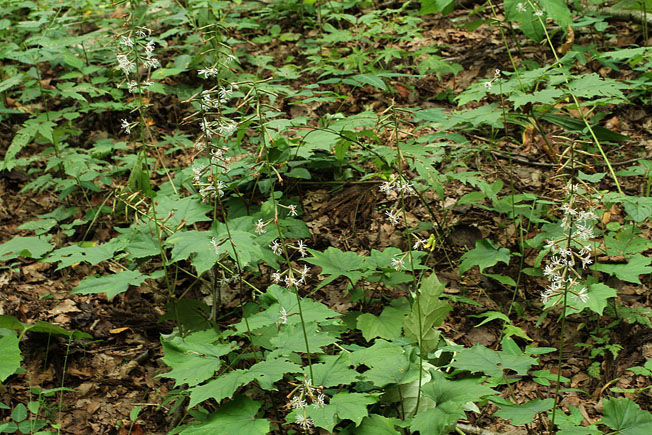 オクモミジハグマ