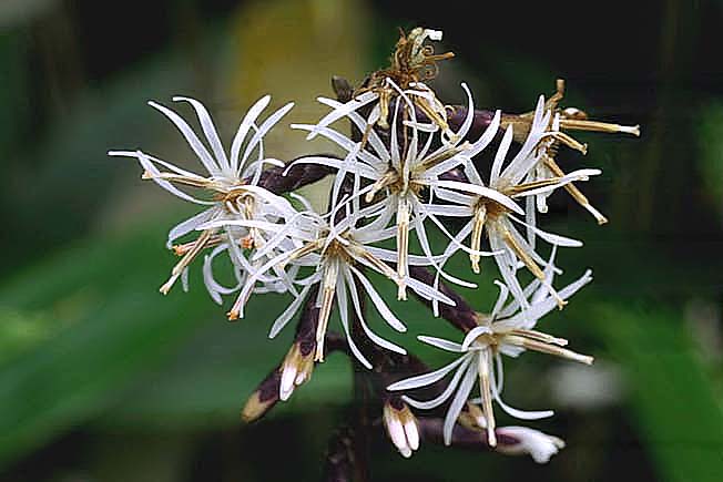 オクモミジハグマ