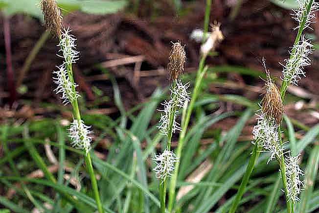 オクノカンスゲ