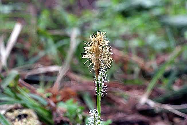 オクノカンスゲ