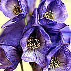 オクトリカブト