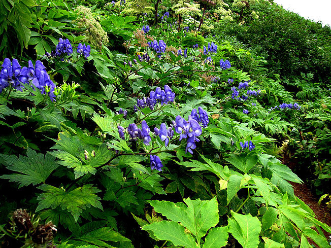 オクトリカブト