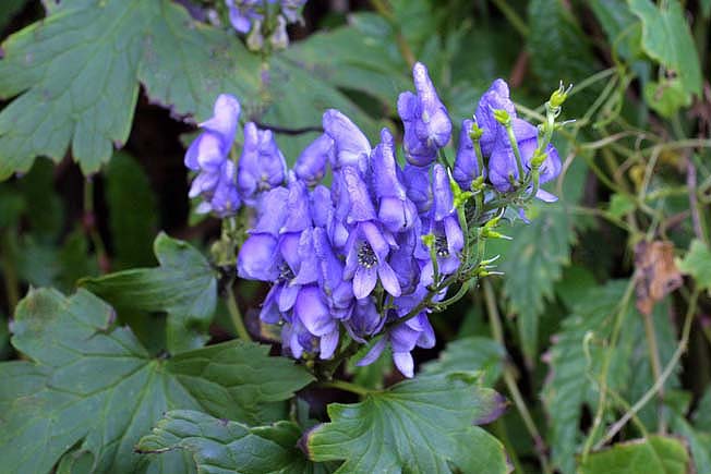 オクトリカブト