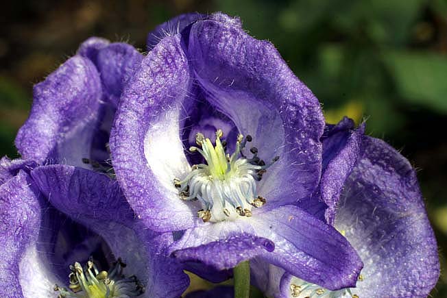 オクトリカブト