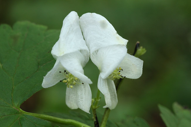 オクトリカブト