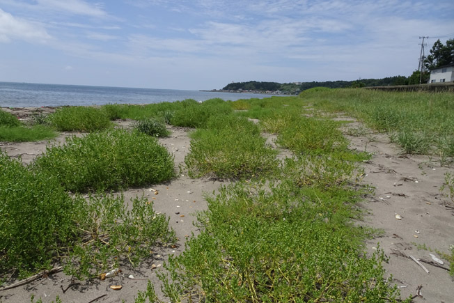 オニハマダイコン