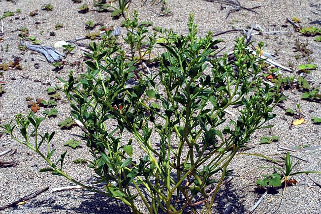 オニハマダイコン