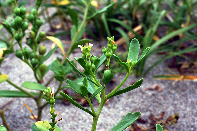 オニハマダイコン