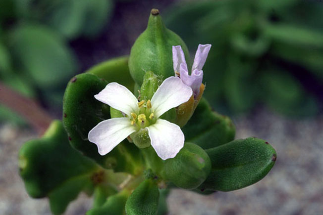 オニハマダイコン