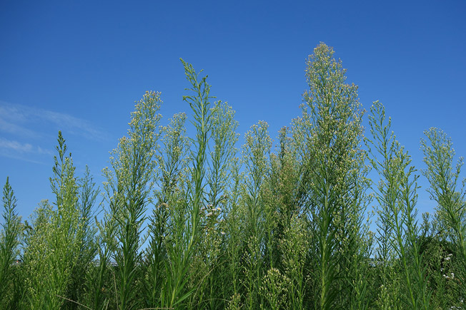 オオアレチノギク